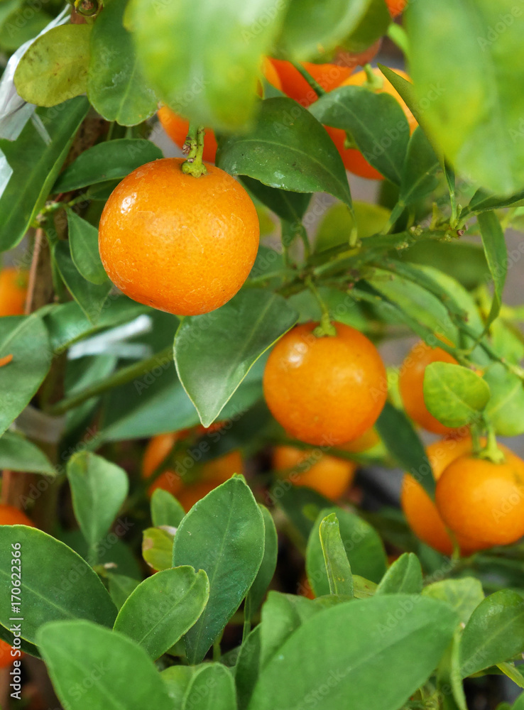 Closeup mandarin oranges on a tree