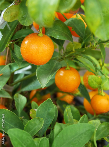 Closeup mandarin oranges on a tree
