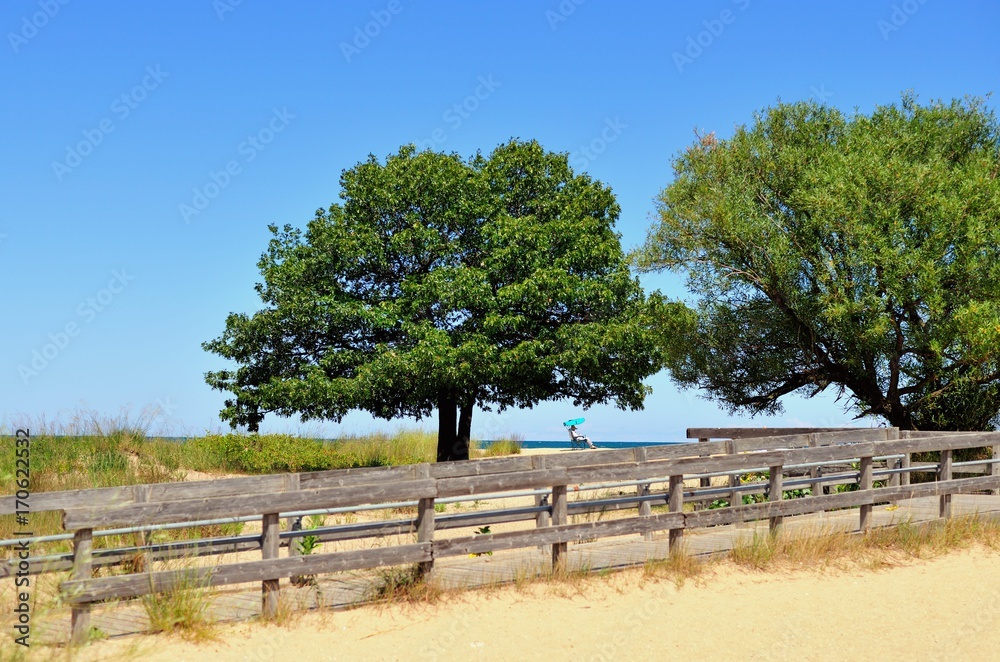 A pair of trees at Illinois Beach State Park at Zion, Illinois. provide isolated shade for beach-goers.