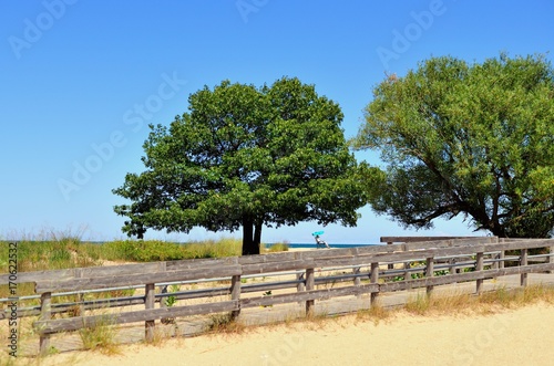 A pair of trees at Illinois Beach State Park at Zion, Illinois. provide isolated shade for beach-goers. photo