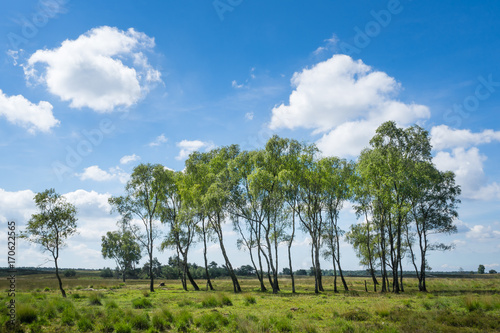 Trees On Landscape Against Blue Sky