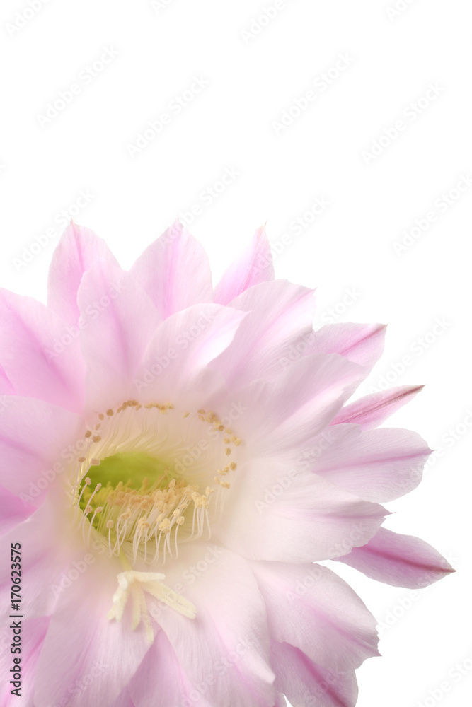 Queen of the Night Cactus (Selenicereus grandiflorus) Queen of the Night Cactus (Selenicereus grandiflorus)
