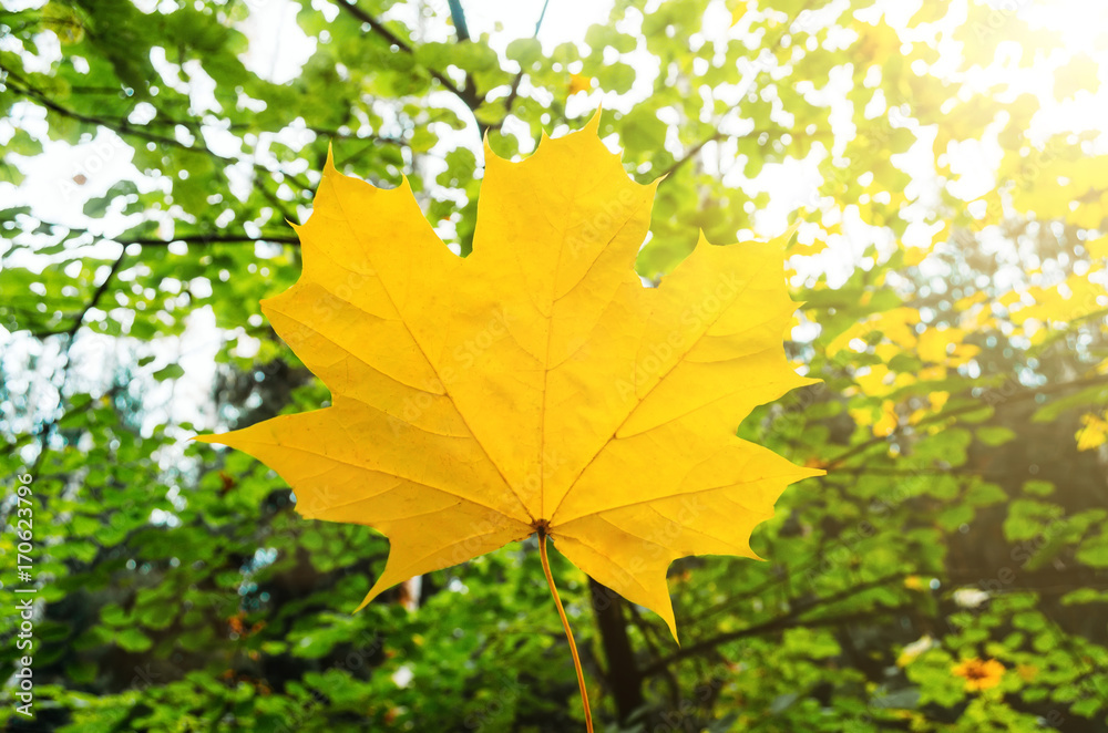 Yellow maple leaf on a background of green forest with sunlight Yellow maple leaf on a background of green forest with sunlight