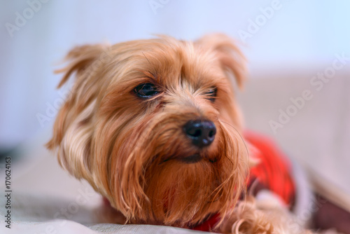 Portrait of a Yorkshire terrier