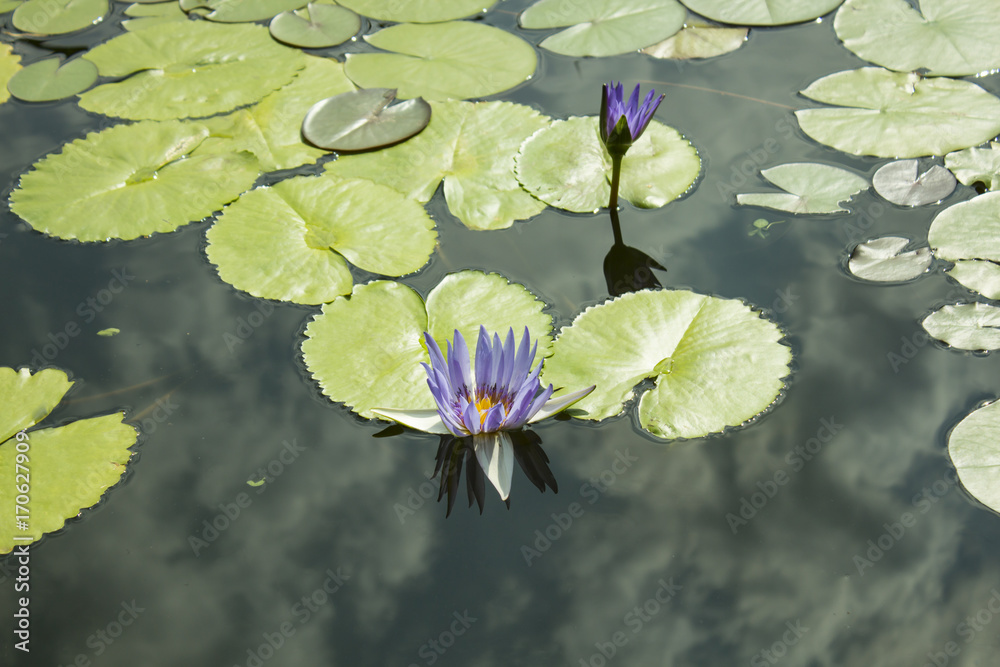A blue lily and a green leaf in a pond. Water lily, water lily. A blue lily and a green leaf in a pond. Water lily, water lily.