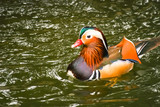 Mandarin duck