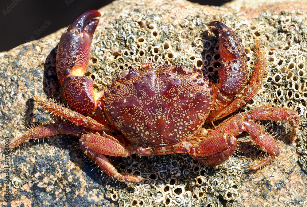 Warty Crab (Eriphia verrucosa)