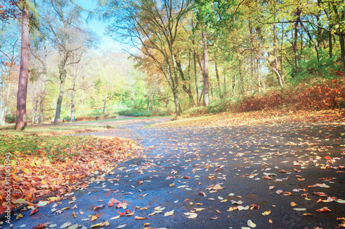 road in fallpark with golden leaves at sunny day, retro toned