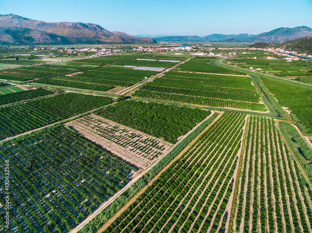 Large areas of fertile land and crops in southern Croatia in Neretva Valley