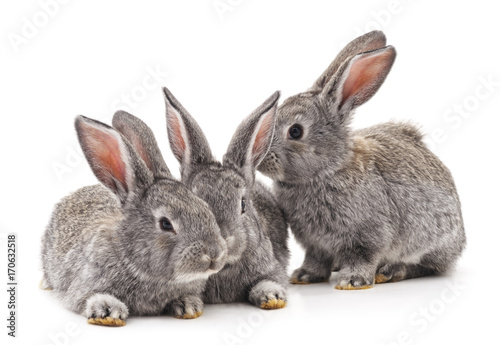 Three rabbits.