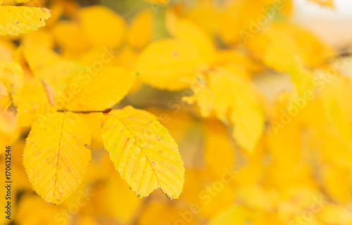 Vibrant yellow уnglish walnut fall tree foliage background