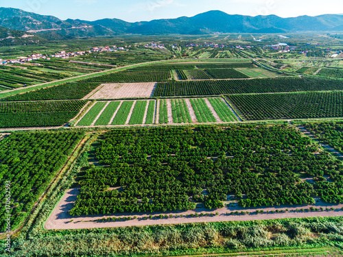 Large areas of fertile land and crops in southern Croatia in Neretva Valley photo