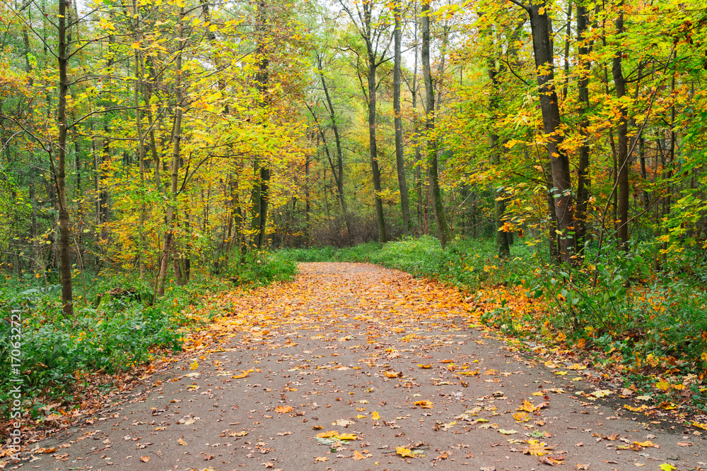 road in fallpark with golden leaves and green grass road in fallpark with golden leaves and green grass