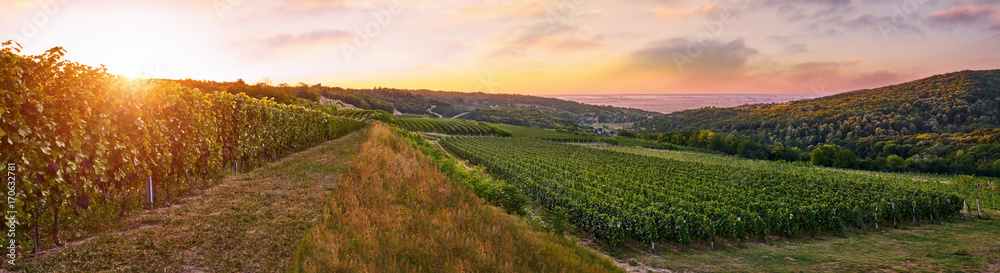 Vineyard in a beautiful sunrise 