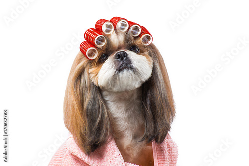 Beautiful shih-tzu dog at the groomer's hands with comb.
