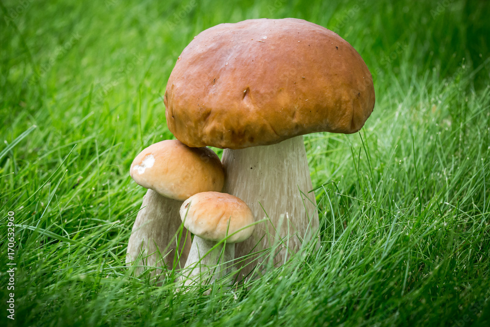 Three Boletus mushrooms Three Boletus mushrooms