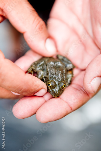 Griechenland, Karpathos, Ein Frosch für einen Moment auf der Hand photo