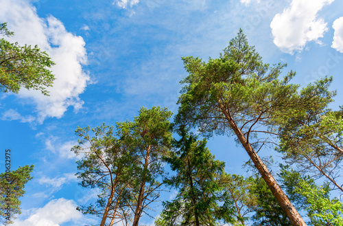 Crowns of tall pine trees above his head in the forest against a blue sky