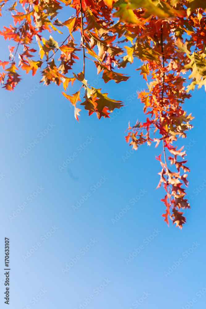 Oak fall tree foliage on blue sky with copy space