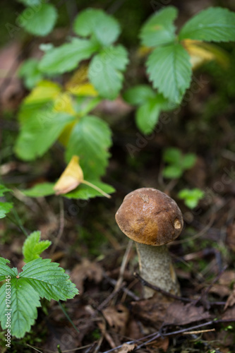 Brown cap boletus mushroom in forest