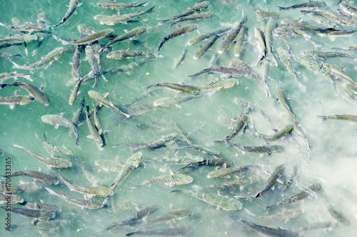 fishes in Pasajes de San Juan (Pasai Donibane) port, Basque Country, Spain