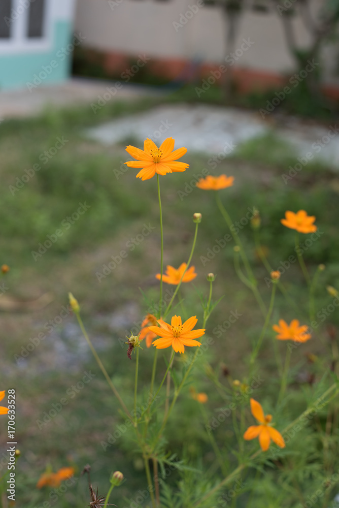 Fototapeta premium orange cosmos flower in the garden.