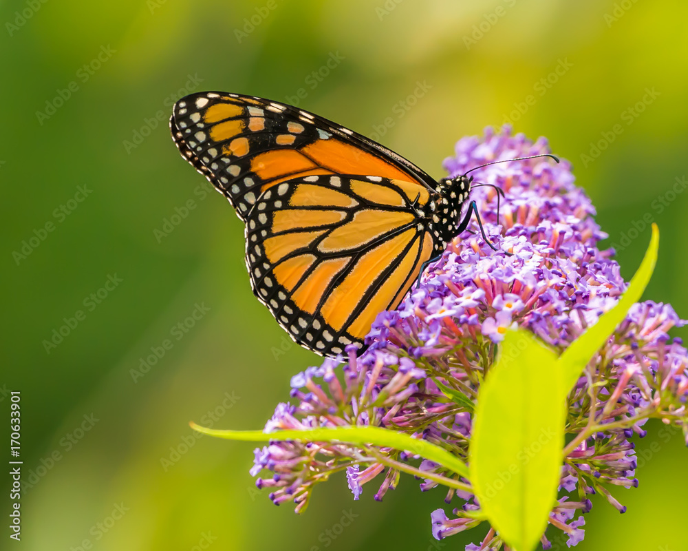 Monarch and other butterflies on pink butterfly plant green background Monarch and other butterflies on pink butterfly plant green background