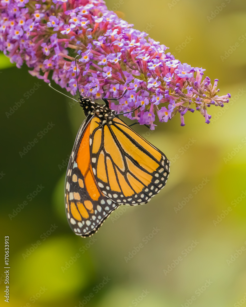 Fototapeta premium Monarch and other butterflies on pink butterfly plant green background