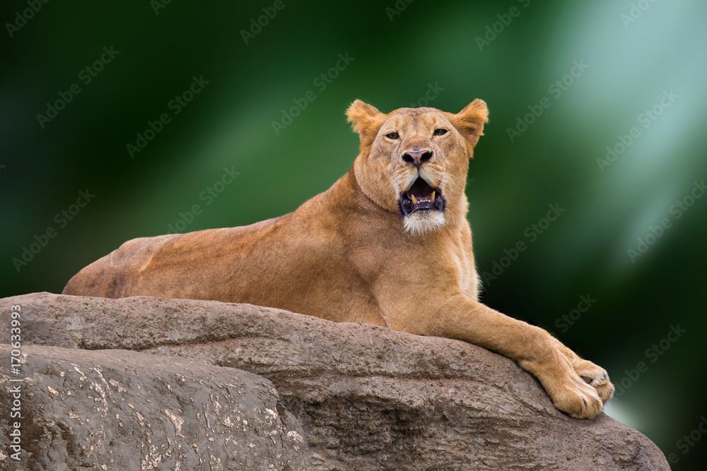 Obraz premium Lioness lying on rock.
