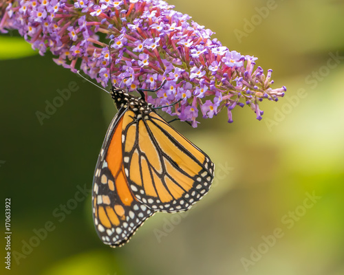 Monarch and other butterflies on pink butterfly plant green background © CarlCooley