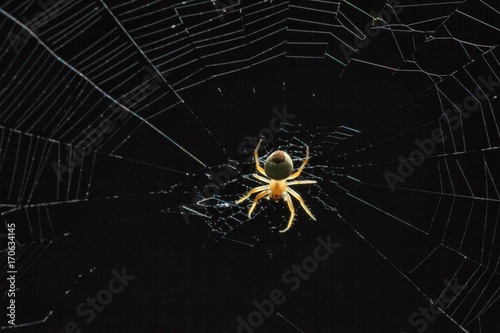 Spider on web in night
