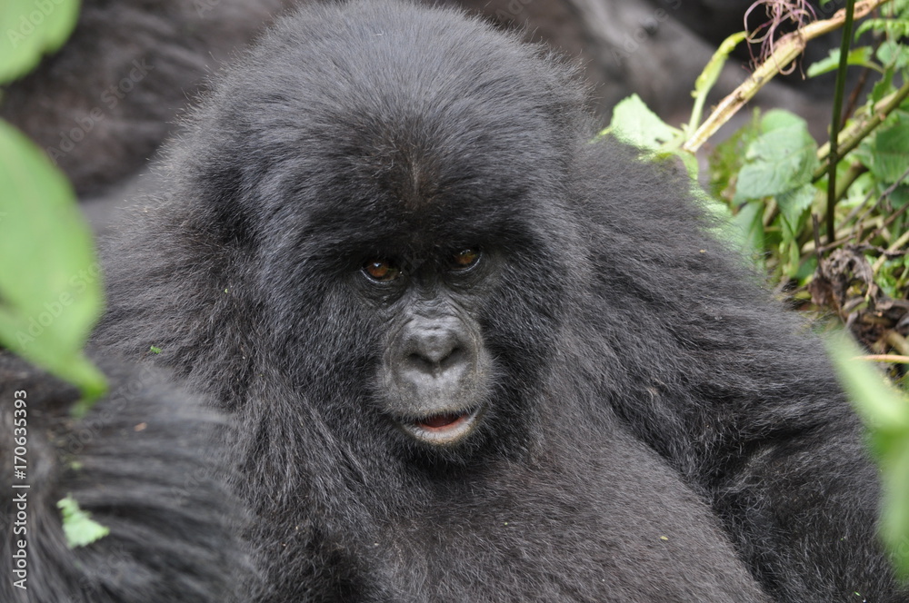 Fototapeta premium Mountain Gorilla in Volcanoes NP, Rwanda (Virunga Mountains)