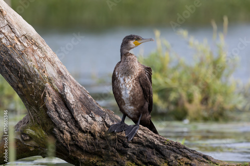 The great cormorant (Phalacrocorax carbo), known as the great black cormorant across the Northern Hemisphere