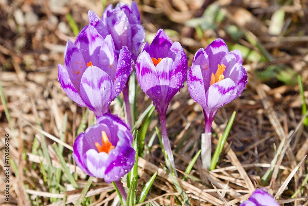 Crocus in Carpathian mountains Crocus in Carpathian mountains