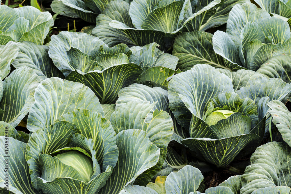 Landscape view of freshly growing cabbage field Landscape view of freshly growing cabbage field