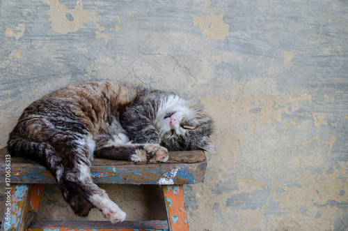 Tabby cat sleeps on a bench near the gray wall © Rocknroads