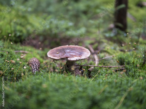 Mushrooms in the coniferous forest