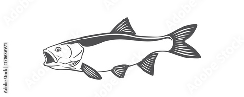 fish chub
