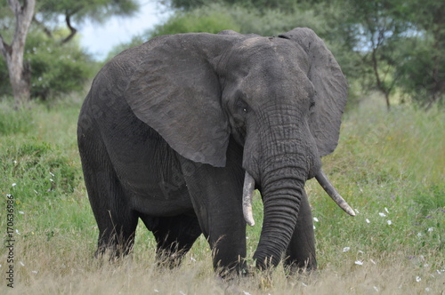 Elephant in Tarangire National Park