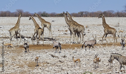 Giraffe and Gemsbok Oryx and zebra standing on the dry arid plains in Etosha