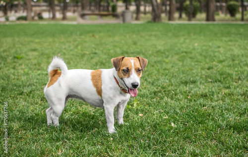 Fototapeta Naklejka Na Ścianę i Meble -  A small dog Jack Russell Terrier in summer park on green grass outdoor