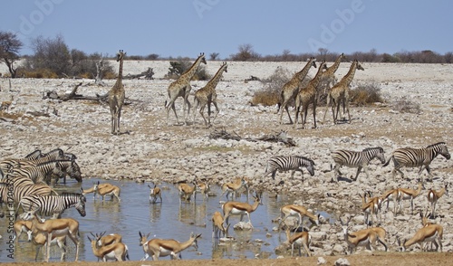 Many animals congregate around a waterhole including giraffe, zebra and springbok, Etosha, Namibia