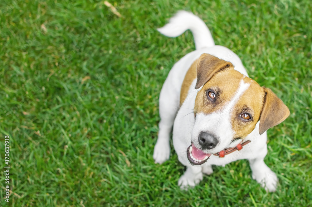A small dog Jack Russell Terrier sits in summer park on green grass outdoor and looking to camera