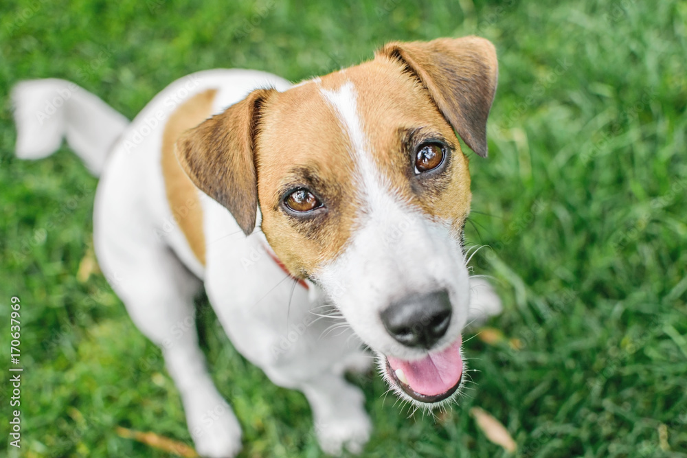A close-up portrait of a small dog Jack Russell Terrier sitting in summer park on green grass outdoor