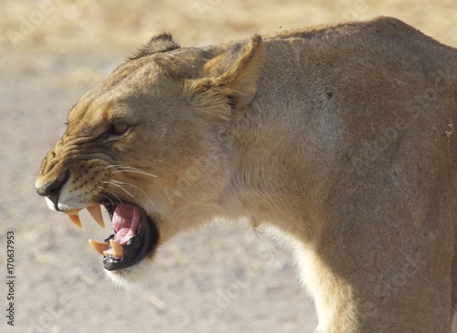 Close up of a lioness snarling