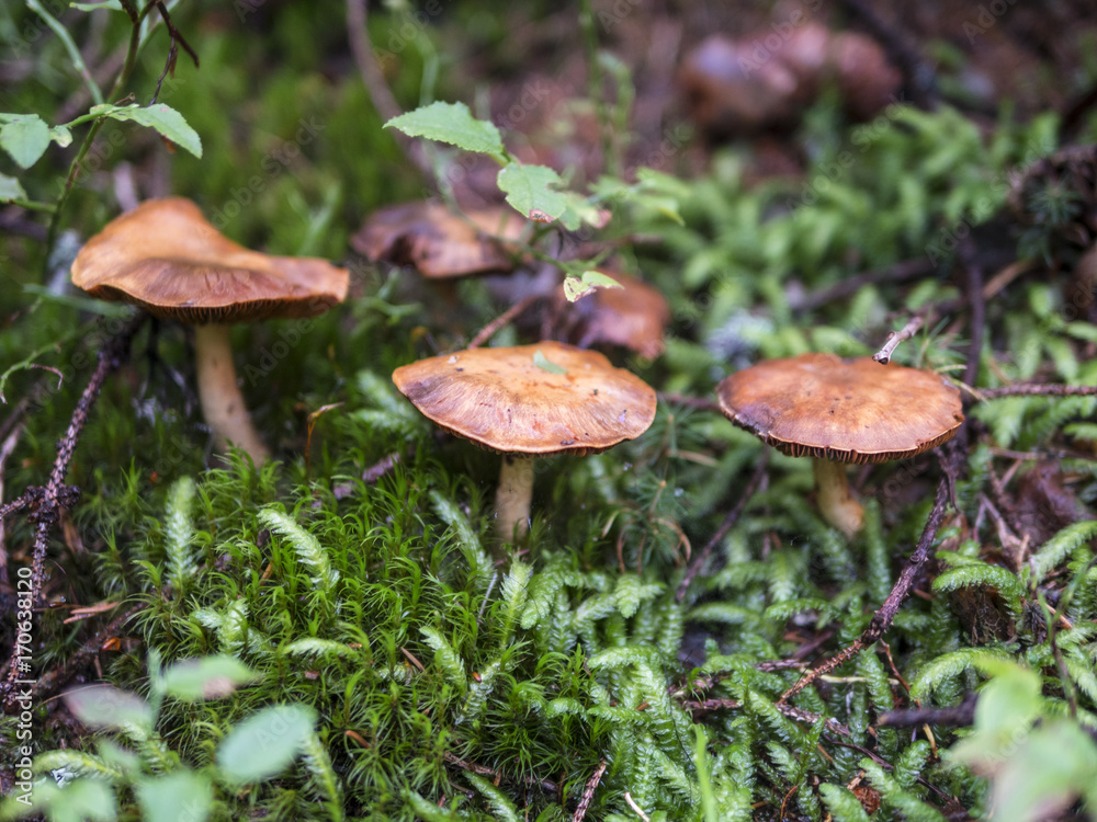 Mushrooms in the coniferous forest Mushrooms in the coniferous forest