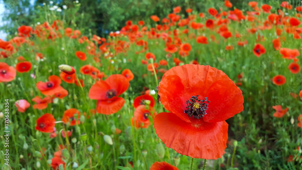 corn poppy field corn poppy field