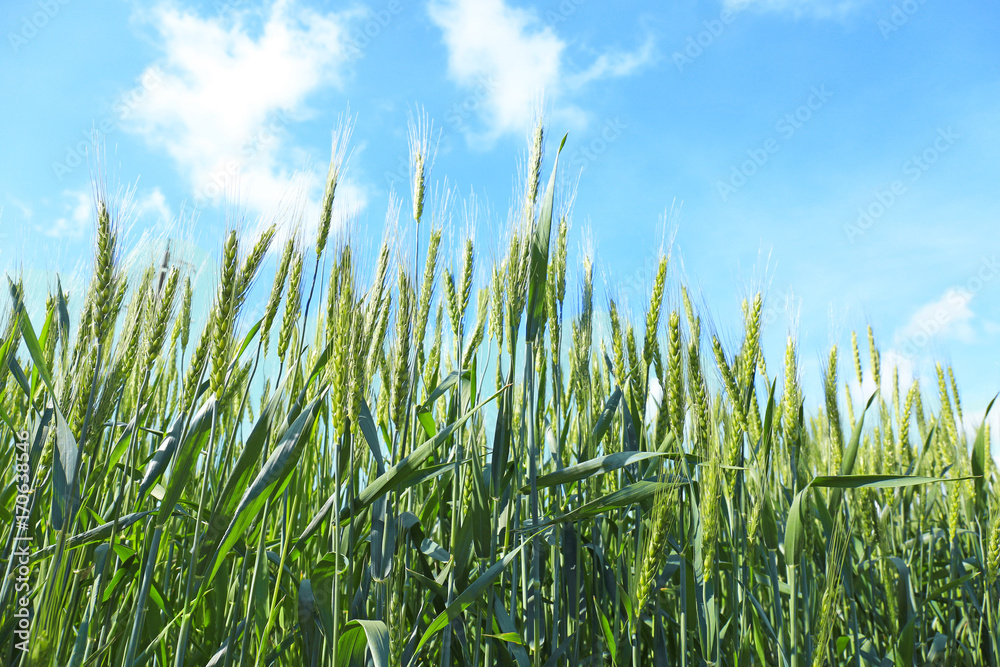 Obraz premium Closeup view of wheat field on sunny day