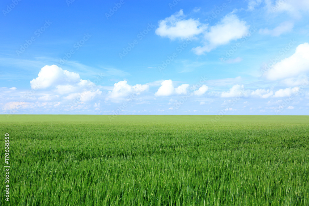 Wheat field on sunny day