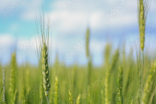 Closeup view of wheat field on sunny day